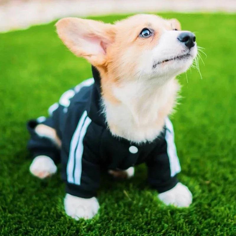 Roupas para animais